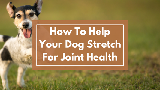 How to Stretch Your Dog: Simple Techniques for Better Health