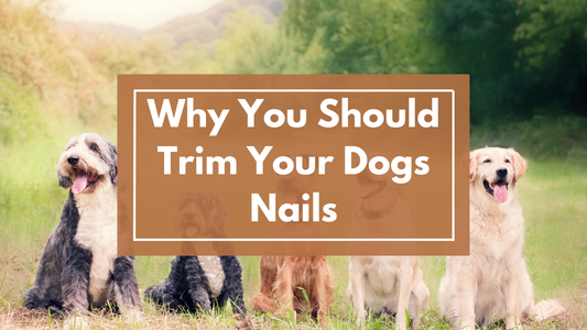 Proper Nail Care: Why Regular Trimming is Essential for Your Dog’s Mobility and Comfort