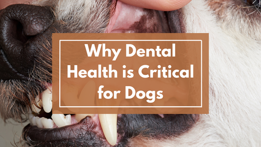 The Overlooked Importance of Dental Health: How Oral Care and Natural Approaches Affect Your Dog’s Overall Well-being