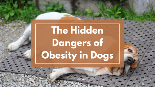 The Hidden Dangers of Obesity in Dogs: How Extra Weight Affects Their Energy and Lifespan