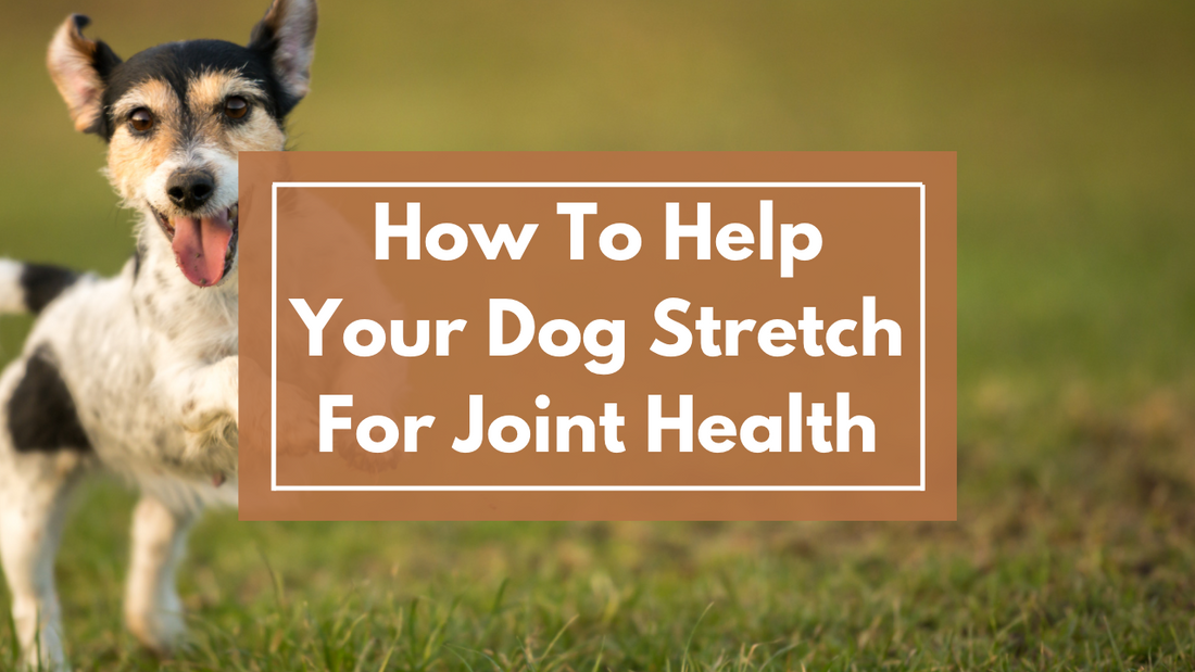How to Stretch Your Dog: Simple Techniques for Better Health
