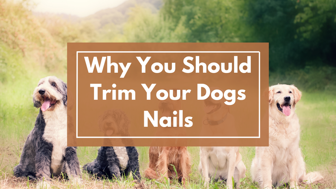 Proper Nail Care: Why Regular Trimming is Essential for Your Dog’s Mobility and Comfort
