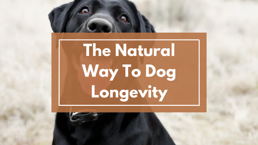 The Natural Way to Dog Longevity: Tips for a Healthier, Happier Life